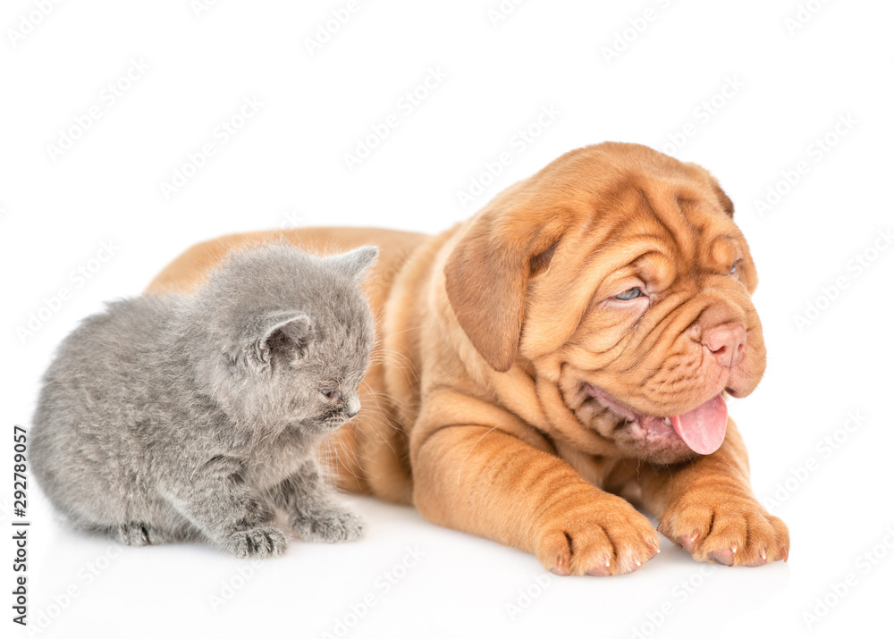 Baby kitten lying with mastiff puppy. isolated on white background
