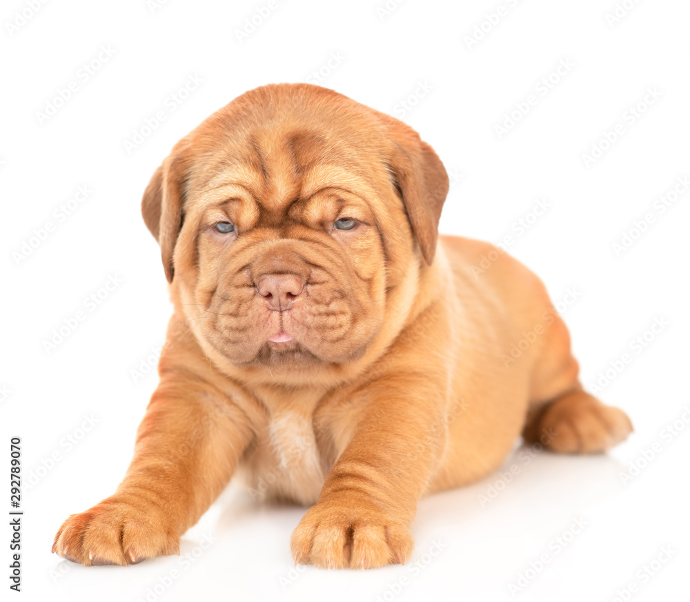 Portrait of a Bordeaux puppy lying in front view. isolated on white background