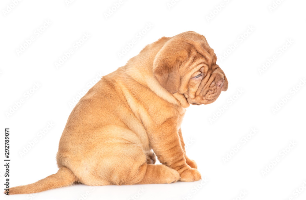 Portrait of a Bordeaux puppy sitting in profile. isolated on white background Portrait of a Bordeaux puppy sitting in profile. isolated on white background