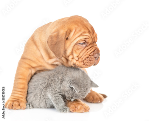 Mastiff puppy hugging gray kitten and looking away. isolated on white background