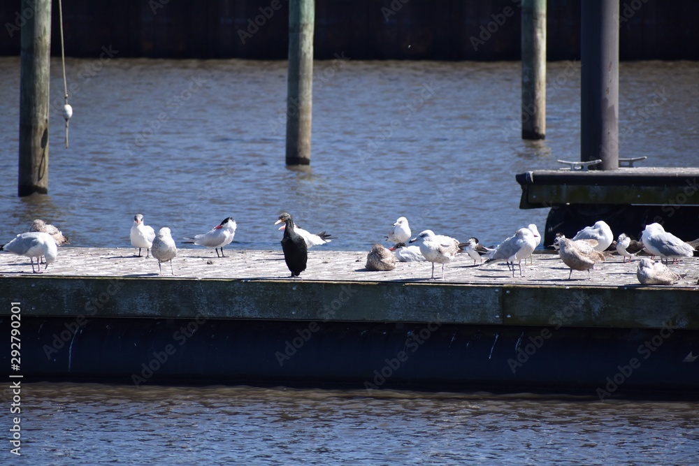 Obraz premium seagulls on the pier