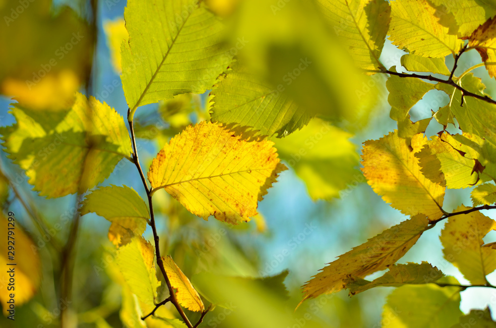 Yellow and red leaves on trees in autumn park. Abstraction of colorful autumn leaves. Yellow and red leaves on trees in autumn park. Abstraction of colorful autumn leaves.
