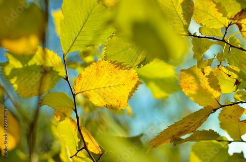 Yellow and red leaves on trees in autumn park. Abstraction of colorful autumn leaves.