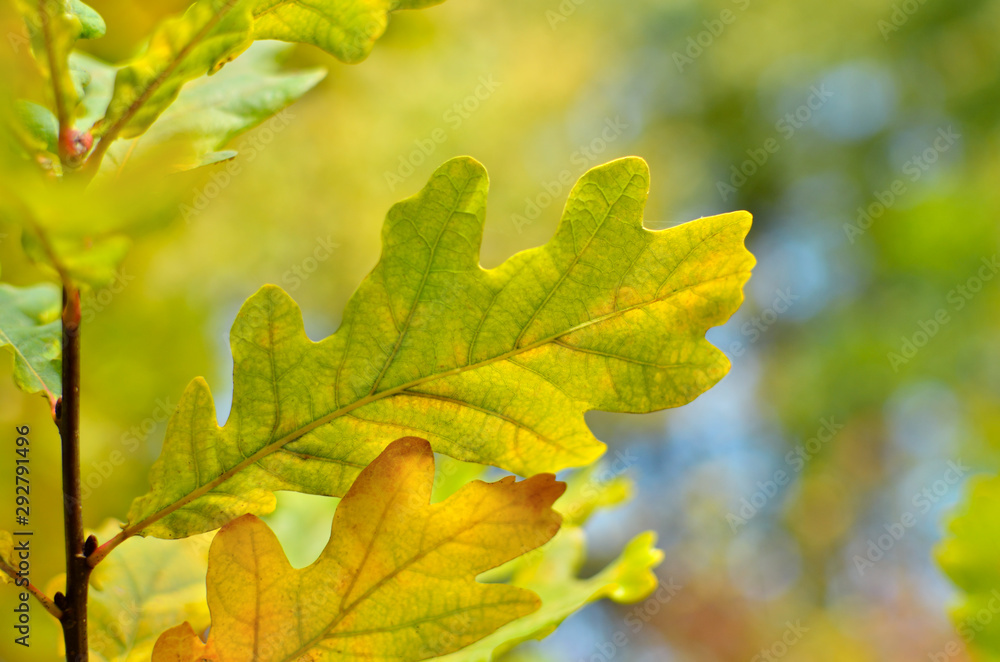 Yellow and red leaves on trees in autumn park. Abstraction of colorful autumn leaves. Yellow and red leaves on trees in autumn park. Abstraction of colorful autumn leaves.