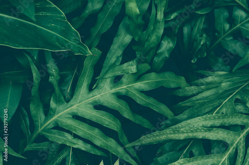 Fotótapéta Close up green leave fern