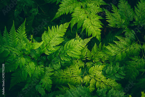 Close up green leave fern. Nature green plant pattern background and texture.