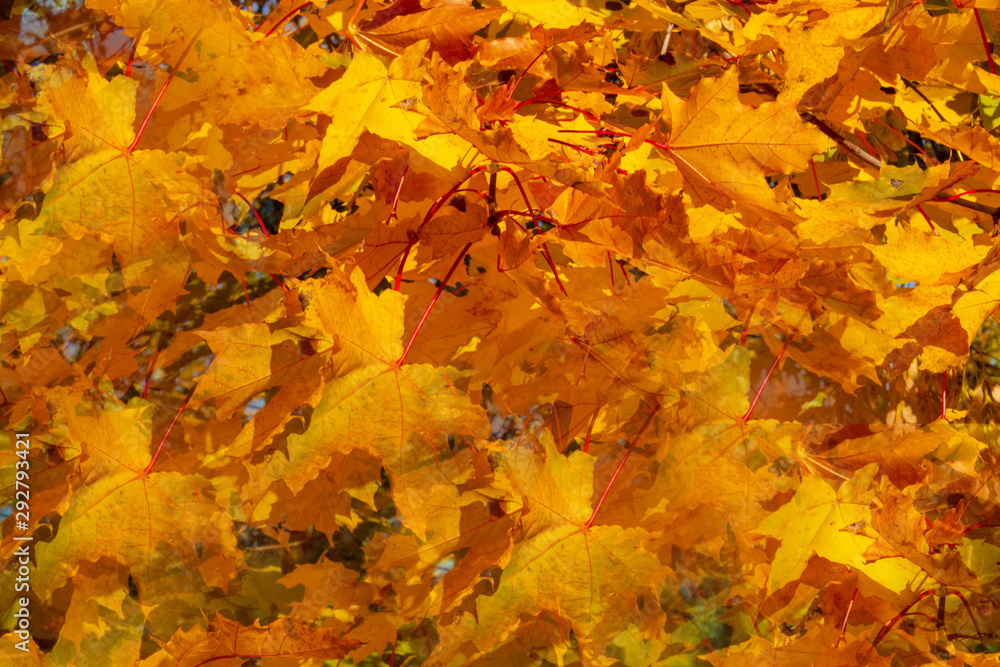 Background, not fallen yellow maple leaves. Background, not fallen yellow maple leaves.