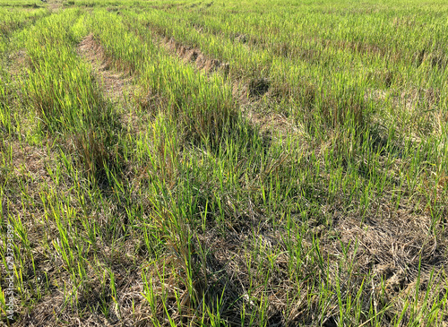 Car crossing large rice fields growing with tire tracks on wet muddy, road, Tyre track on dirt mud, off road track.The cornfield that were traces of driving wheels running through in the evening.