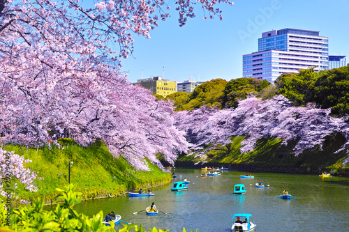 東京、千鳥ヶ淵の満開の桜