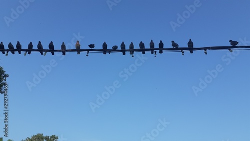 group of pigeons sitting on electric cable