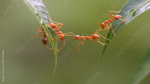 Ant action standing.Ant bridge unity team