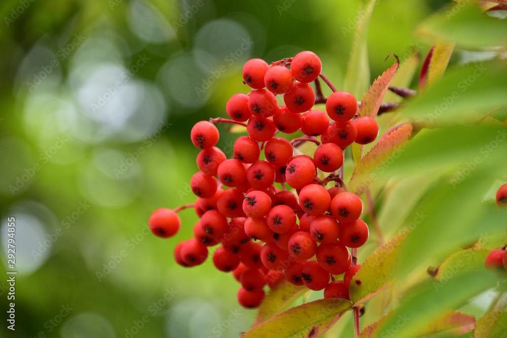 ナナカマドの赤い実 Stock Photo Adobe Stock
