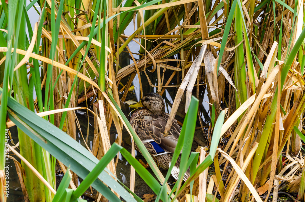 A duck sits in the reeds in the lake in the summer. A duck sits in the reeds in the lake in the summer.