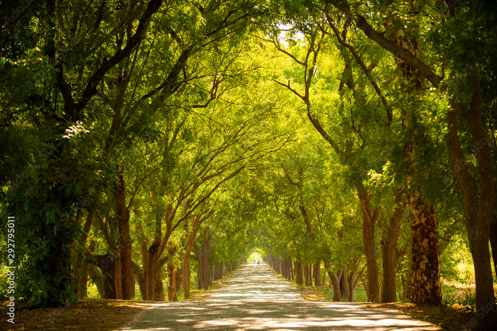 Beautiful tree tunnel during the summer time.