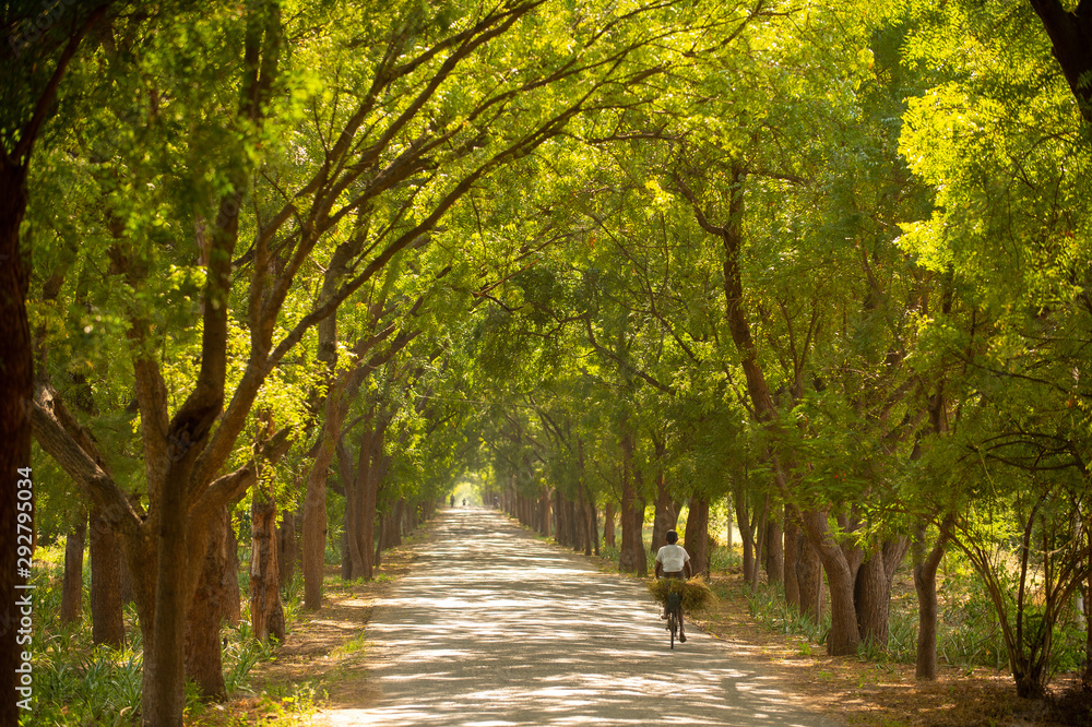 A woman ride a bicycle at a beautiful tree tunnel during the summer time.