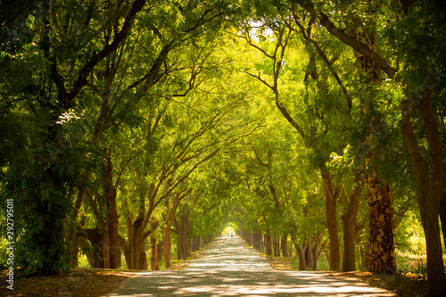 Obraz na płótnie Beautiful tree tunnel during the summer time. w salonie