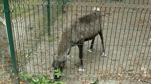 Young skiny reindeer eating leafs in the zoo photo