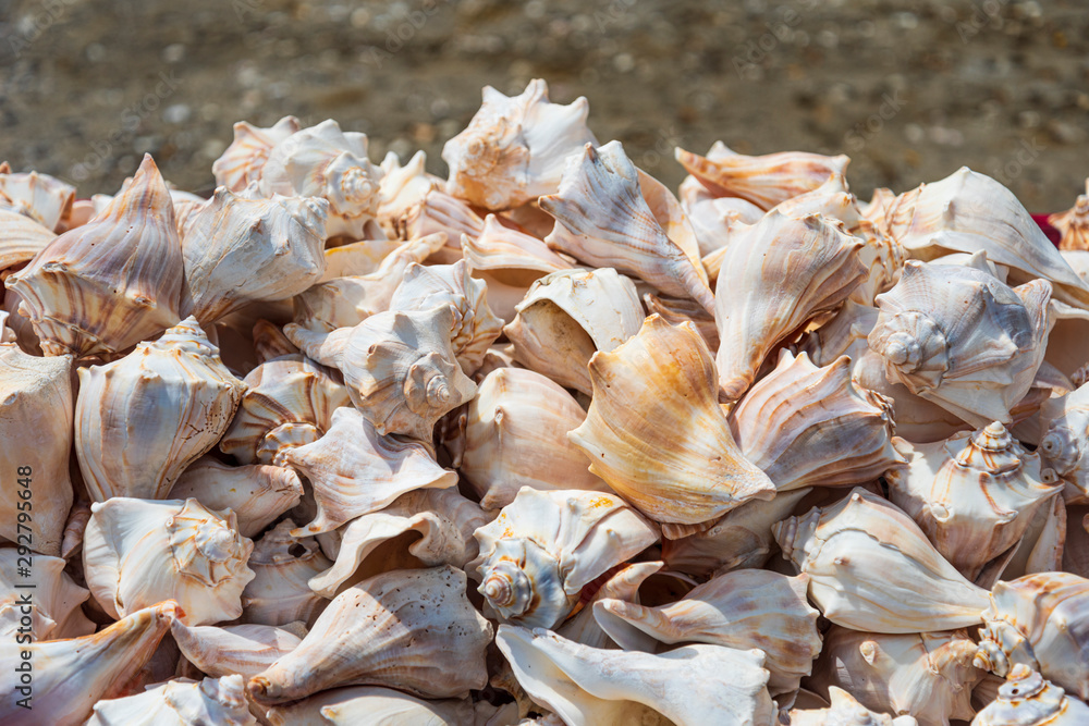 Conch shells piled up for sale in Key West