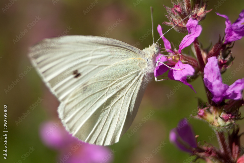 Kleiner Kohlweißling Schmetterling (Pieris rapae) Kleiner Kohlweißling Schmetterling (Pieris rapae)