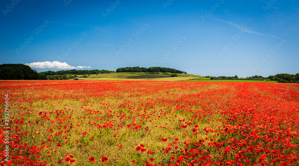Deep red poppies in a field in the UK