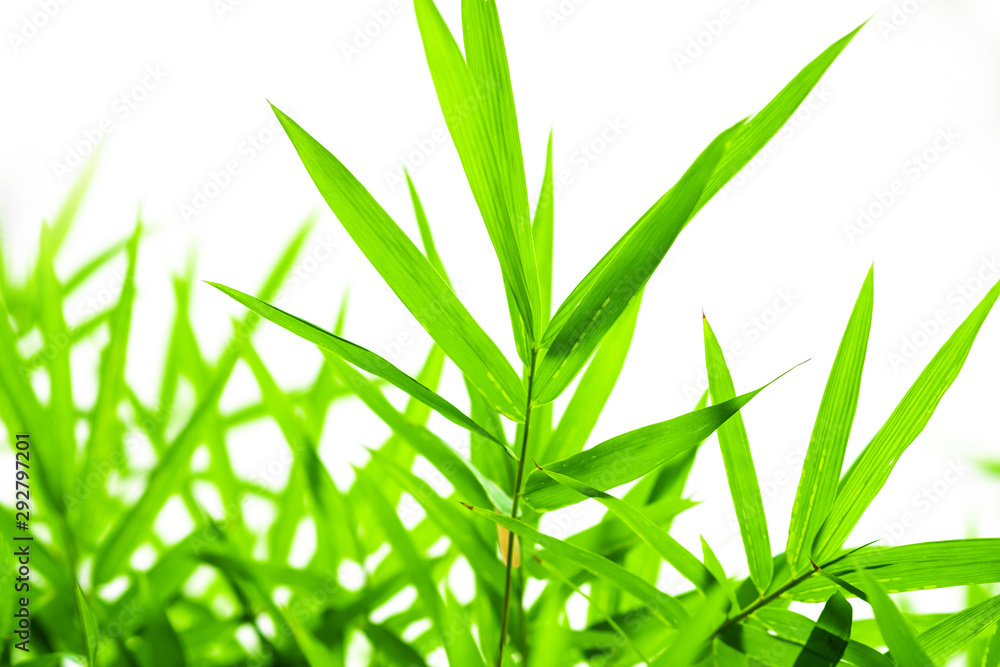 Fototapeta premium Bamboo leaves isolated on white background.