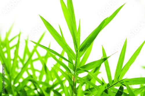 Bamboo leaves isolated on white background.