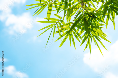 Bamboo leaves and blue sky. Nature concept.