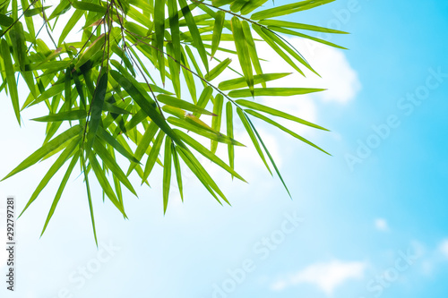 Bamboo leaves and blue sky. Nature concept.