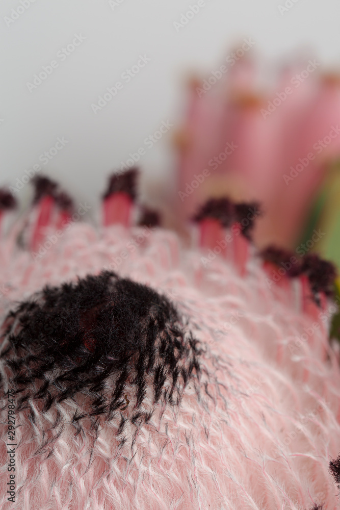 Fototapeta premium Pink King protea flower in bloom macro still on a white background