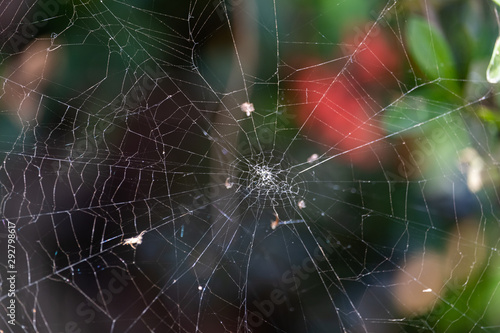 Natural spider web and perching branches © panyawatt