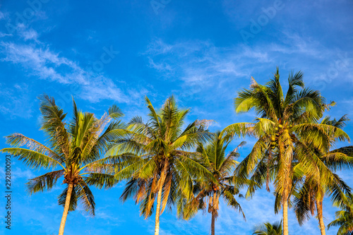 Green palm tree crown on blue sky background. Beautiful tropical nature photo. Fluffy palm leaf on wind © Elya.Q
