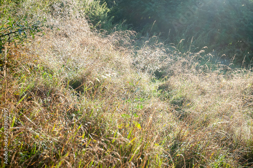 uncultivated meadow at hill slope in bright sunlight