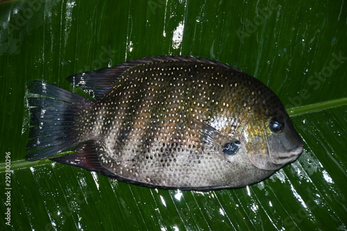 fish in a pond photo