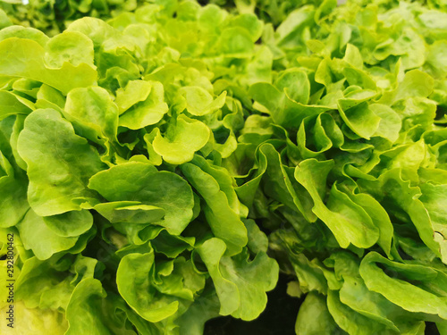 Ripe green crisp-head lettuce, side view, organic