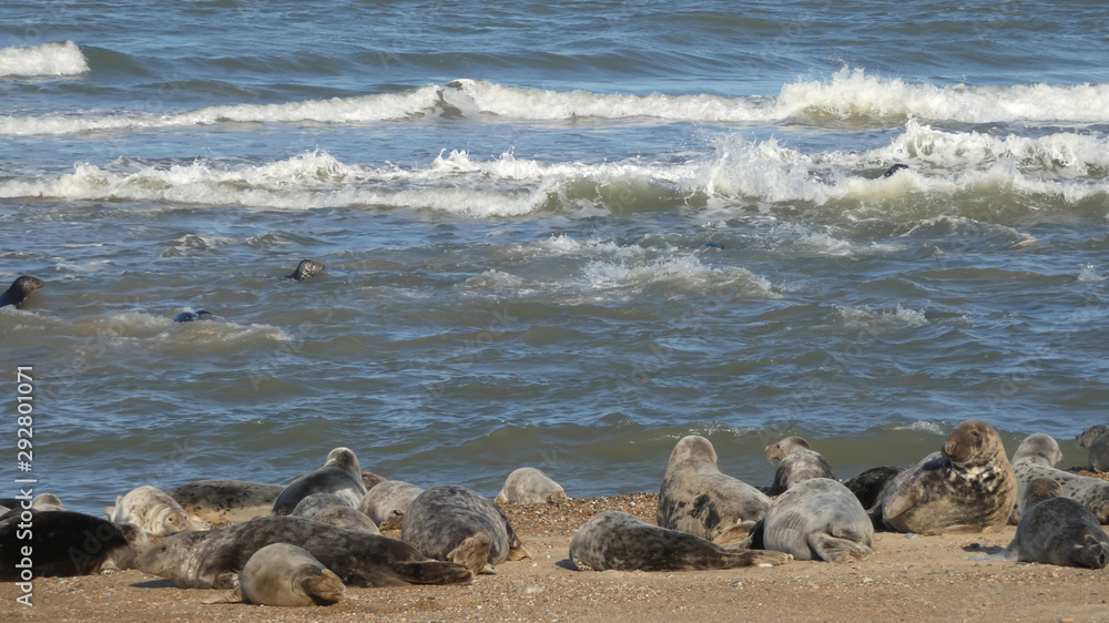 Grey Seals mums and their babies watching dad fishin on a beautiful day in England Grey Seals mums and their babies watching dad fishin on a beautiful day in England