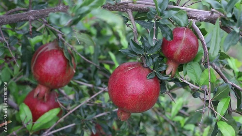 pomegranate fruit on the tree