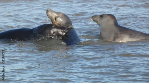 Grey Seals playing in the sea on a hot summers day in Norfolk England