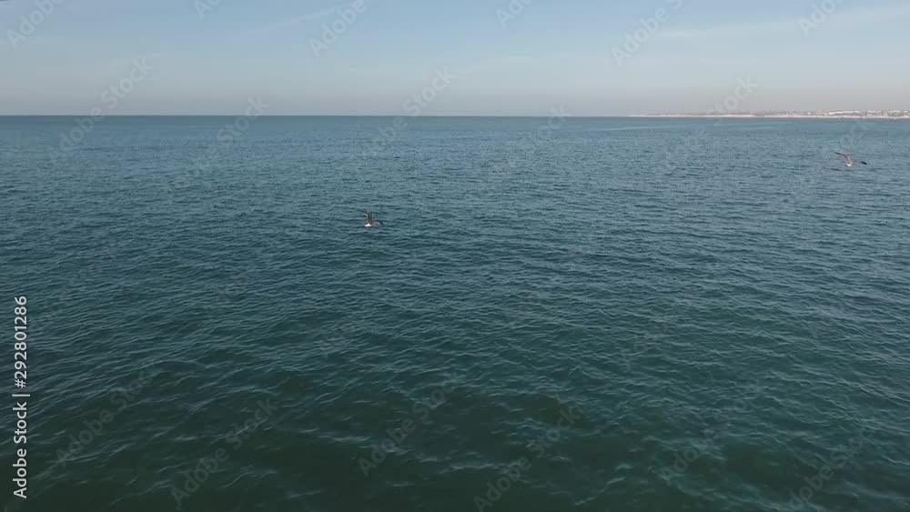Seagulls flying over the beautiful atlantic coast. Slow Motion Seagulls flying over the beautiful atlantic coast. Slow Motion