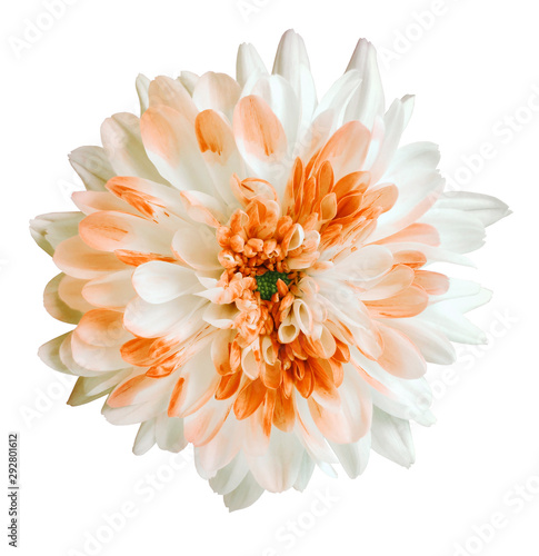 white and orange  chrysanthemum flower, white isolated background with clipping path.   Closeup.  no shadows.  For design.  Nature.