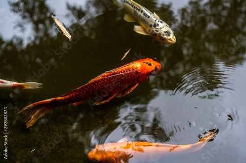 Bright red orange koi fish in koi pond photo