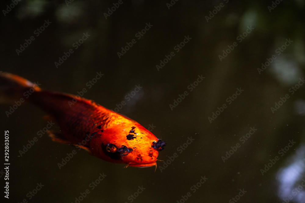 Obraz premium Bright red orange koi fish in koi pond