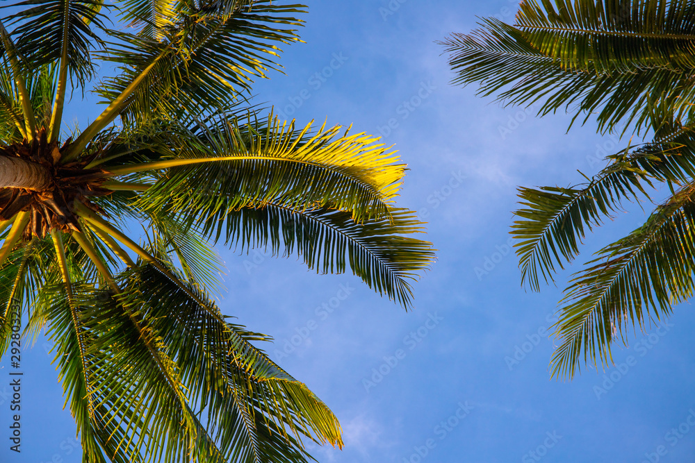 Fototapeta premium Green palm tree branch on blue sky background. Beautiful tropical nature photo. Fluffy palm leaf on wind