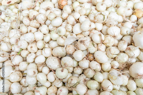 Close up of a large pile of many small white onions, harvested and cured, being sold in a farmer's market.
