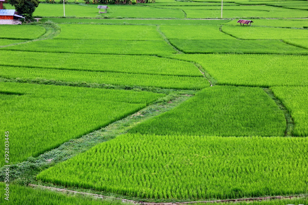 the green rice plantation management in planting season