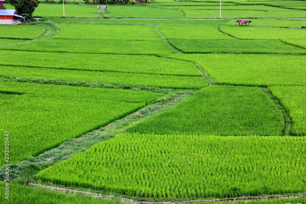 the green rice plantation management in planting season the green rice plantation management in planting season
