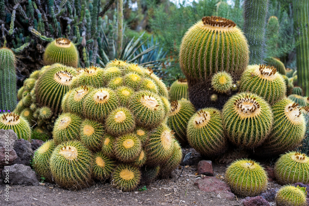 Echinocactus Grusonii Golden Barrel Cactus balls Echinocactus Grusonii Golden Barrel Cactus balls