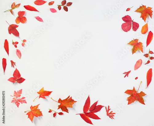 red autumn leaves on white background