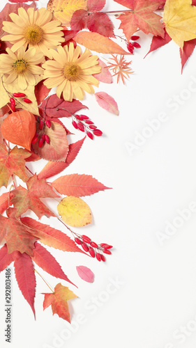 autumn leaves and flowers on white background