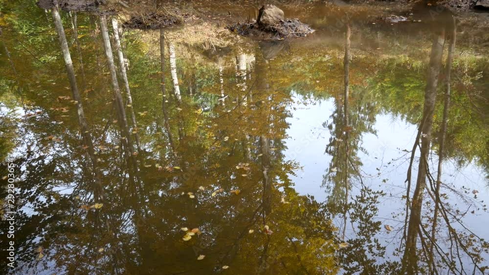 Autumn landscape reflecting on small dirty pond on deciduous woods at early autumn, camera movement from left to right.