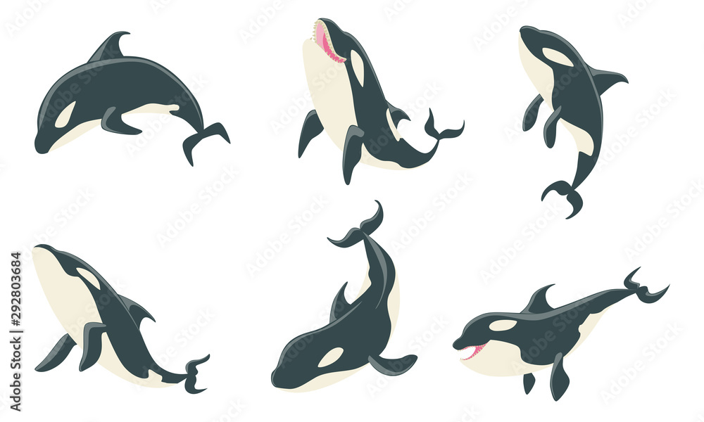 Fototapeta premium Killer Whales Set, Orca Marine Mammal Animal Leaping Out of Water Vector Illustration